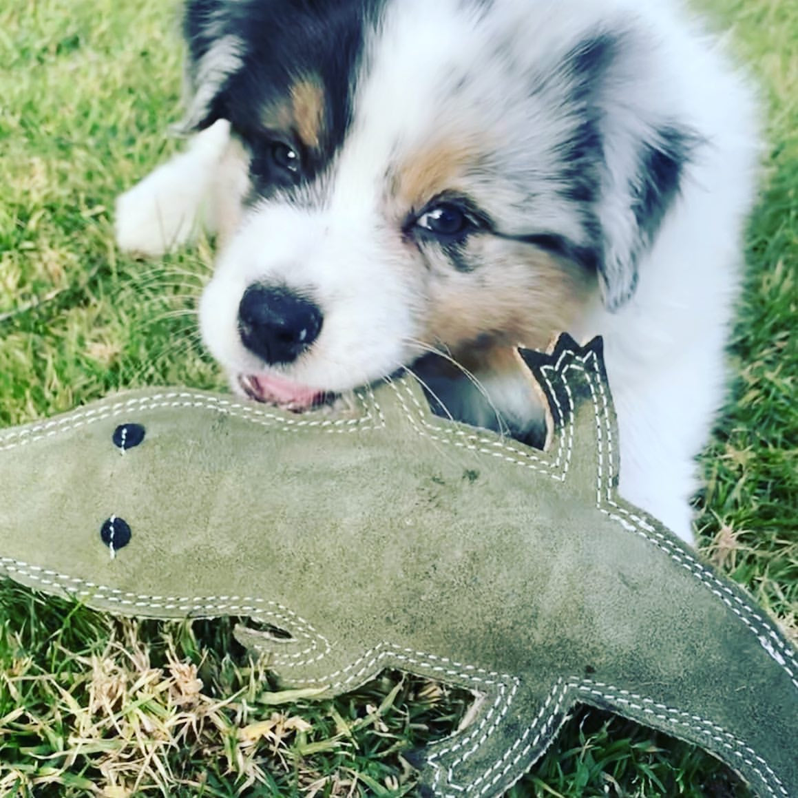 Outback Tails Suede Dog Toy - Steve the Crocodile